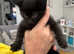 Siberian cross kittens for sale