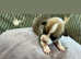 Queens Welsh Pembroke Corgi Puppies