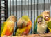 Baby Conure Talking parrot