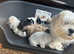 Havaneses puppies available