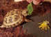 Baby tortoise with all you need - new home & accessories