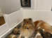 KC registered RC puppies available