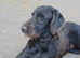DEERHOUND/WIREHAIRED HUNGARIAN VISZLA PUPPIES