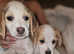 Beagle puppies