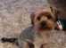 Boy Yorkshire terrier
