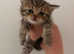 Last female Persian kitten