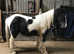 Piebald cob