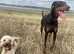 Female Doberman