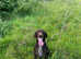 Gwp German wire haired pointer