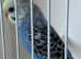 Baby budgie ring number 13 2025 rung