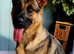German Shepherd, Female, 21 months old, for sale