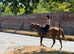 Annie - Irish sports Hors