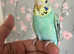 Hand reared  baby budgie