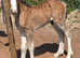 Brood mare with colt foal at foot