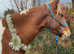 15.hh Skewbald gelding lightweight Cob X