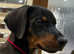 Top Quality Dobermann Puppies Available