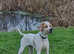 English Pointer Boy 7mths