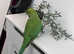 Stunning baby Indian ringnick parrot
