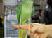 Baby Alexandrine parrots hand reared,18