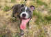 Blue staffordshire bullterrier