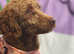 Adult fox red girl 3 years spayed