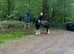 14hh 7yo ride & drive gypsy cob mare summer project