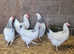 5 LARGE LIGHT SUSSEX HENS 18 WEEKS