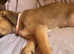 Border Jack / bull gray pups ready to go