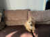 8 month old puppy for sale