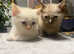 Kitten studs + queens for sale colourpoints cross russian blue