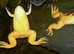 Pair Of Albino African Clawed Frogs.