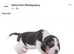 Beautiful beagle puppies for sale
