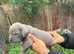 Beautiful Cane Corso Puppies
