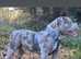 Abkc micro pocket bully