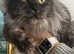 Female Maine coon for adoption