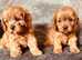 True toy cavapoo boys available exclusively health tested parents