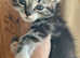 RAGDOLL MIX MALE KITTEN READY NOW