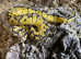 Pastel Clown Royal Python at Birmingham Reptiles