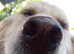 Golden Retriever female
