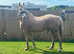 15.2hh palomino gelding section D x Warmblood