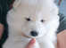 Adorable Purebred Samoyed Puppies
