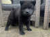 Male short haired chow chow