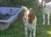 Bore wether goat