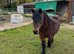 Registered Dartmoor Pony