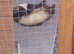 Intact male ferret hob needs new home