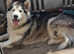 Beautiful female bi eyed alaskan malamute butch