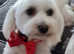 Maltipoo Puppies