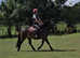 Supurb 12.2 dartmoor gelding