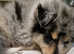 Only 2 little girls left (rough collie) - Due to time waster
