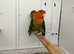 Lovebirds breeding pairs Glasgow